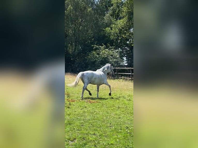 Andalusian Mix Gelding 10 years 14,2 hh Gray in Burgwedel