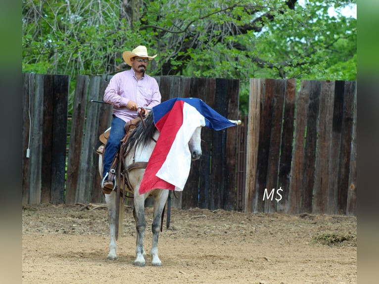 Andalusian Gelding 10 years 14.2 hh Grey in Whitesboro