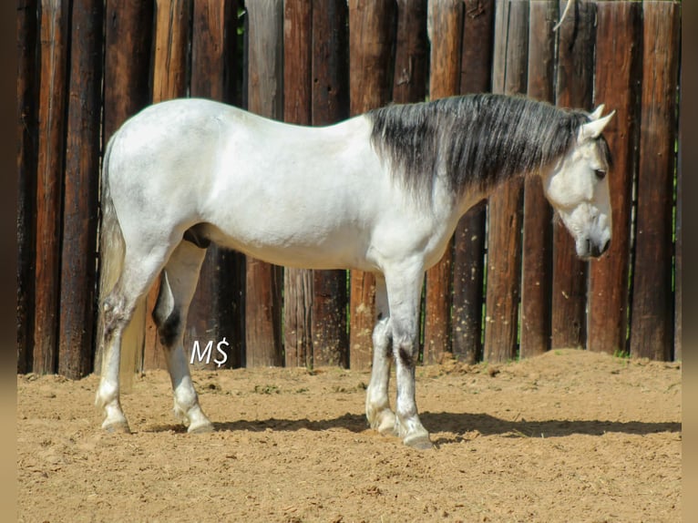 Andalusian Gelding 10 years 14.2 hh Grey in Whitesboro