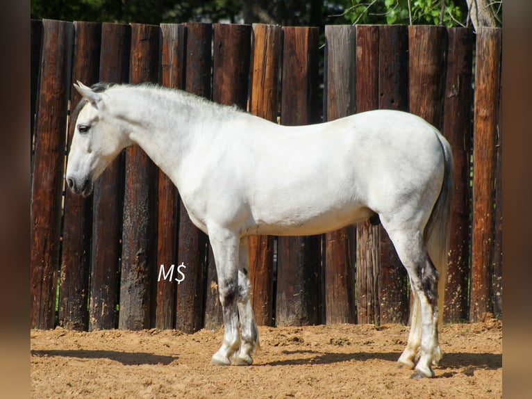 Andalusian Gelding 10 years 14.2 hh Grey in Whitesboro