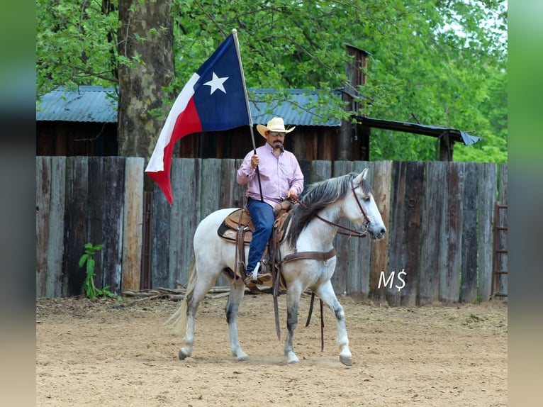 Andalusian Gelding 10 years 14.2 hh Grey in Whitesboro