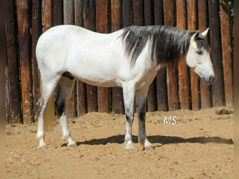 Andalusian Gelding 10 years 14.2 hh Grey in Whitesboro
