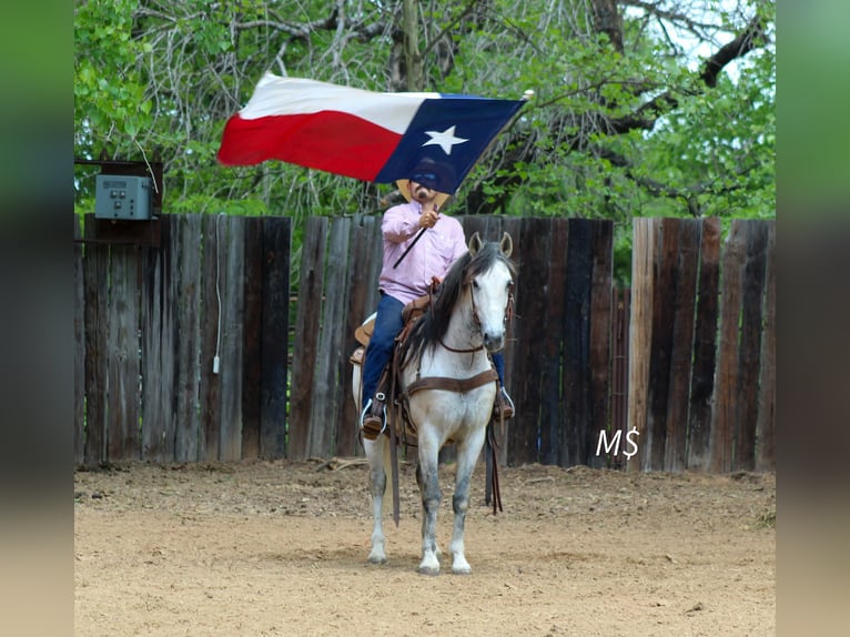 Andalusian Gelding 10 years 14,2 hh Grey in Whitesboro