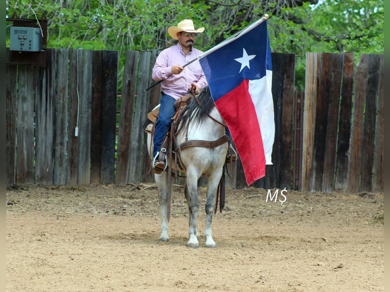 Andalusian Gelding 10 years 14,2 hh Grey in Whitesboro