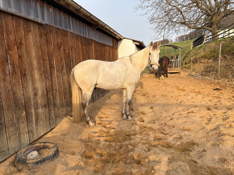 Andalusian Gelding 10 years 15.1 hh Grey in Lindlar