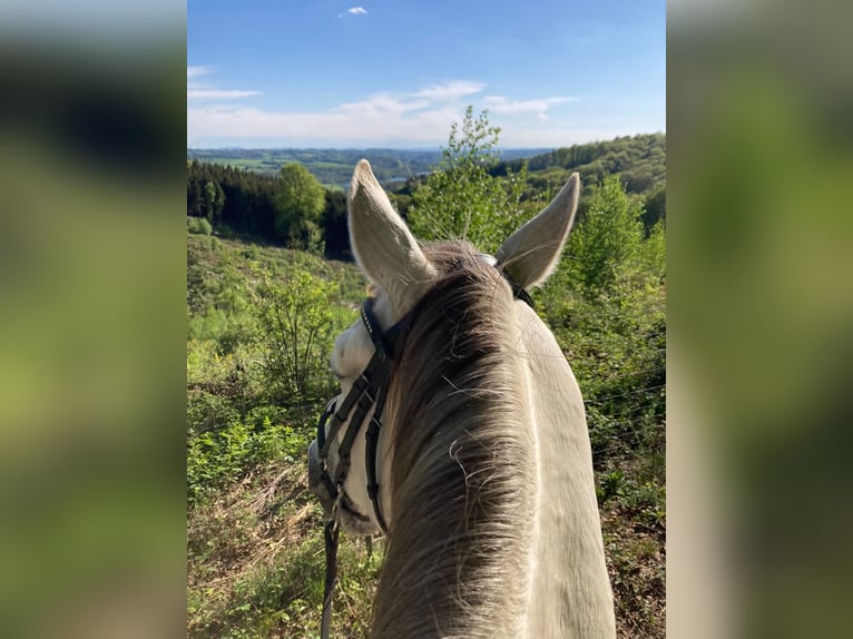 Andalusian Gelding 10 years 15.1 hh Grey in Lindlar