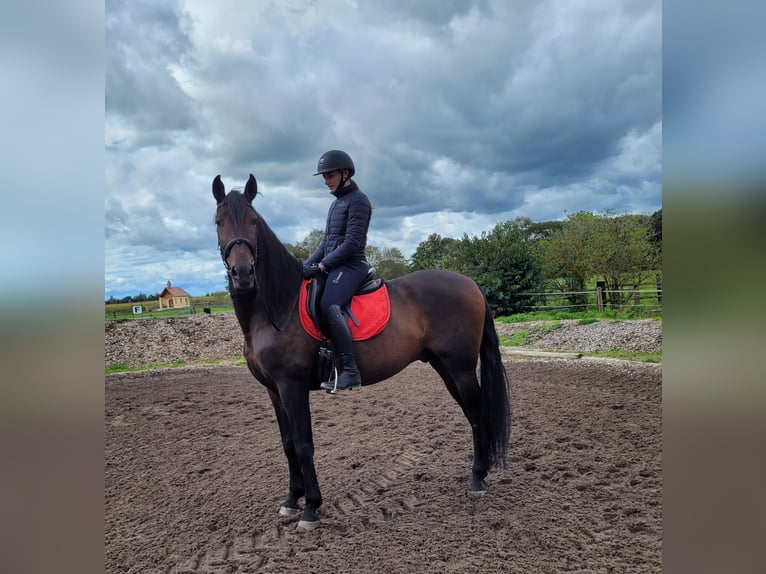 Andalusian Mix Gelding 10 years 15,2 hh Bay-Dark in Karlshuld