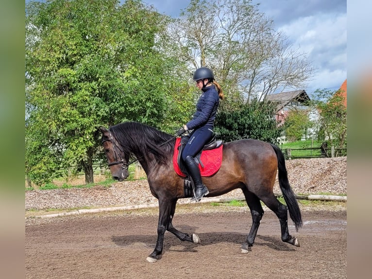 Andalusian Mix Gelding 10 years 15,2 hh Bay-Dark in Karlshuld