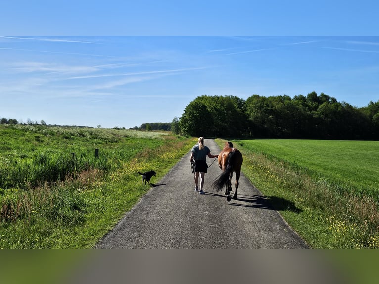 Andalusian Gelding 10 years 15.2 hh Brown in Oosterwolde