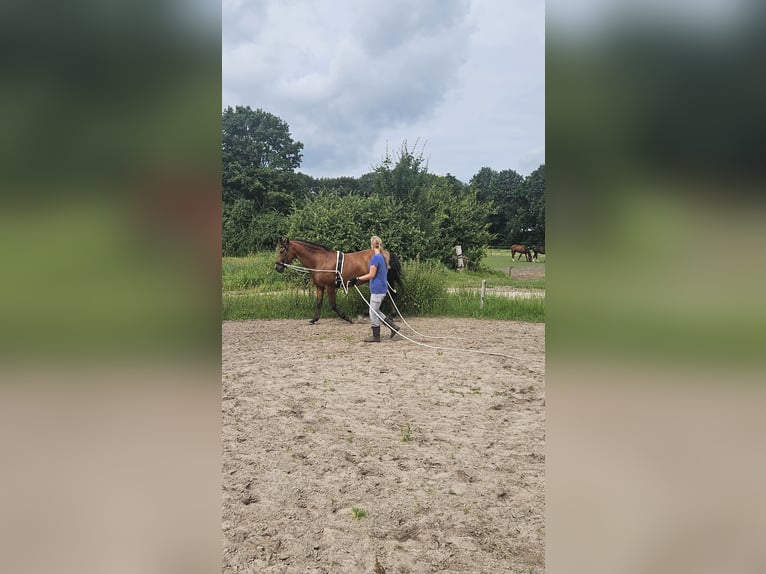 Andalusian Gelding 10 years 15.2 hh Brown in Oosterwolde