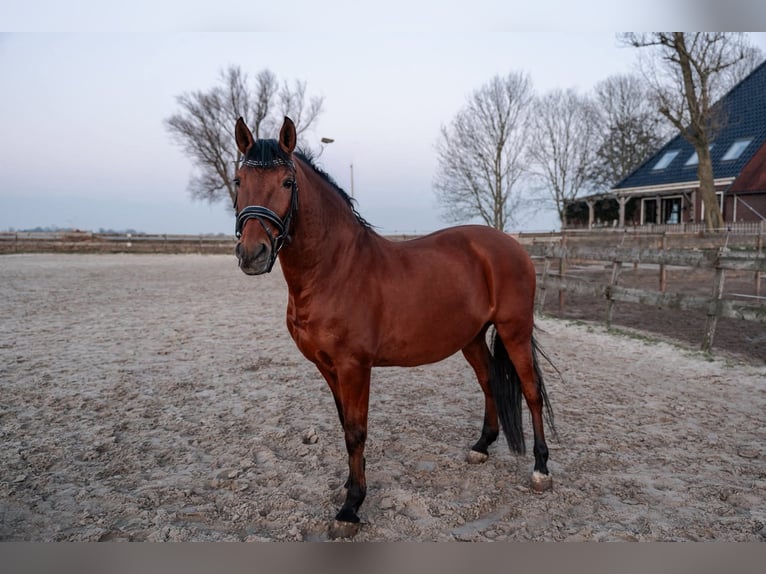 Andalusian Gelding 10 years 15.2 hh Brown in Oosterwolde