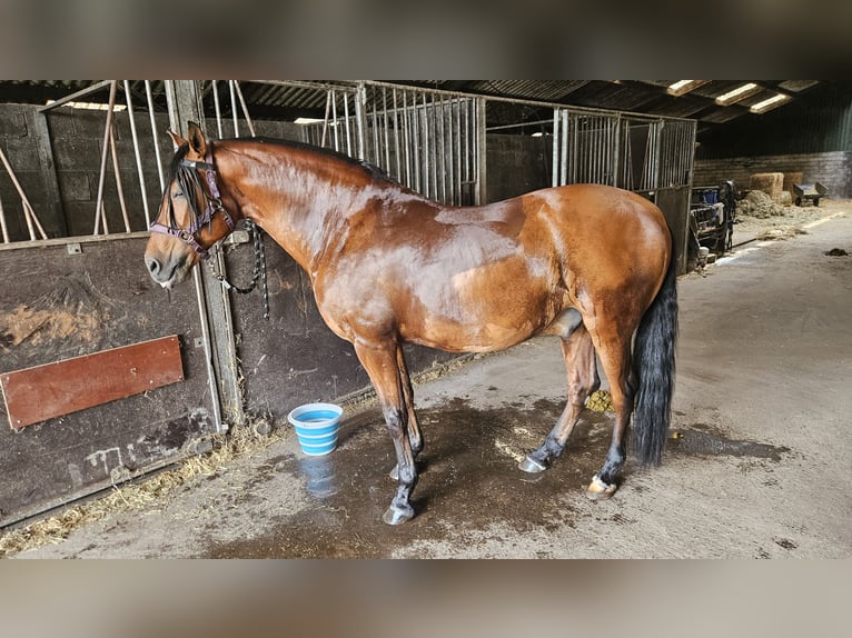 Andalusian Gelding 10 years 15.2 hh Brown in Oosterwolde