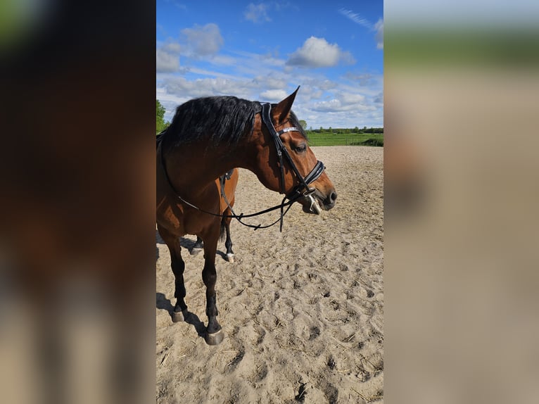 Andalusian Gelding 10 years 15.2 hh Brown in Oosterwolde