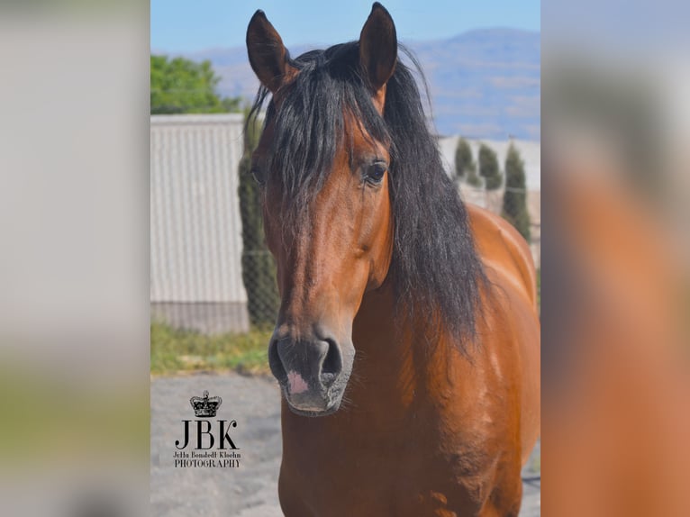 Andalusian Gelding 10 years 15,2 hh Brown in Tabernas