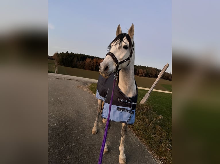 Andalusian Gelding 10 years 15.2 hh Grey-Dapple in Wertingen