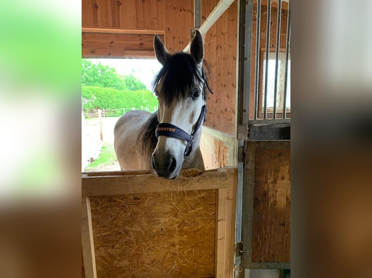 Andalusian Gelding 10 years 15.2 hh Grey-Dapple in Wertingen