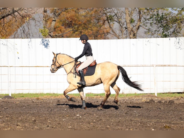 Andalusian Gelding 10 years 15.3 hh Buckskin in Forney
