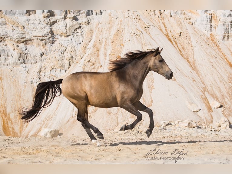 Andalusian Gelding 10 years 15,3 hh Dun in Schöffengrund