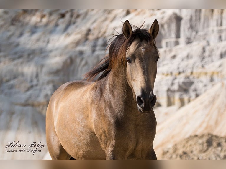 Andalusian Gelding 10 years 15,3 hh Dun in Schöffengrund