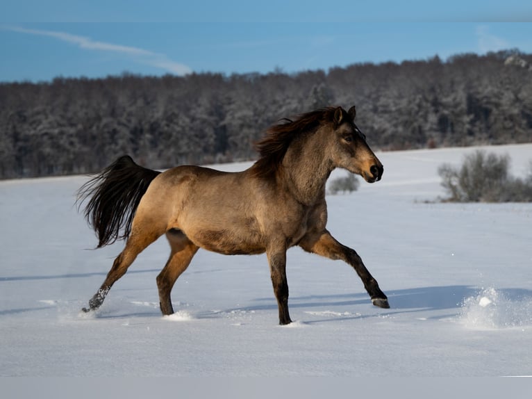 Andalusian Gelding 10 years 15,3 hh Dun in Schöffengrund