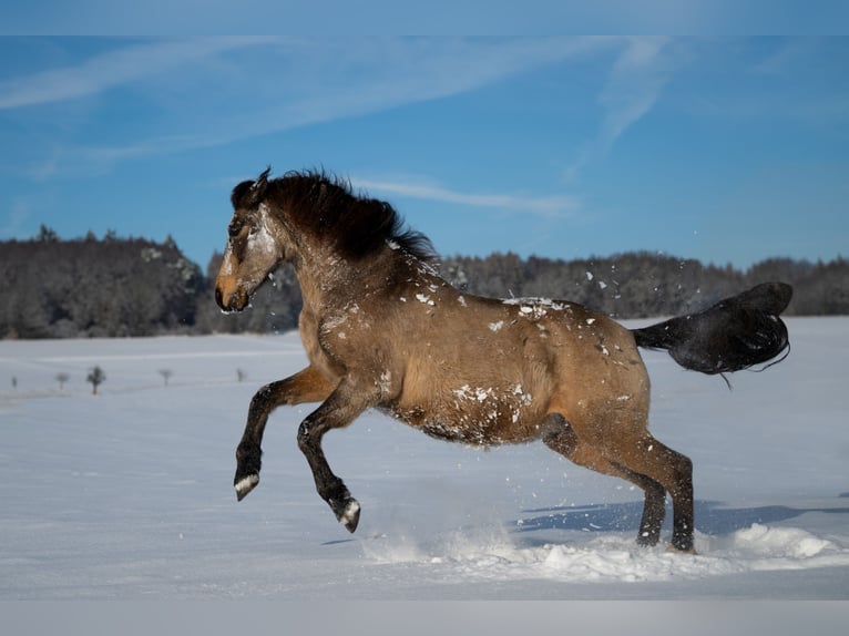 Andalusian Gelding 10 years 15,3 hh Dun in Schöffengrund