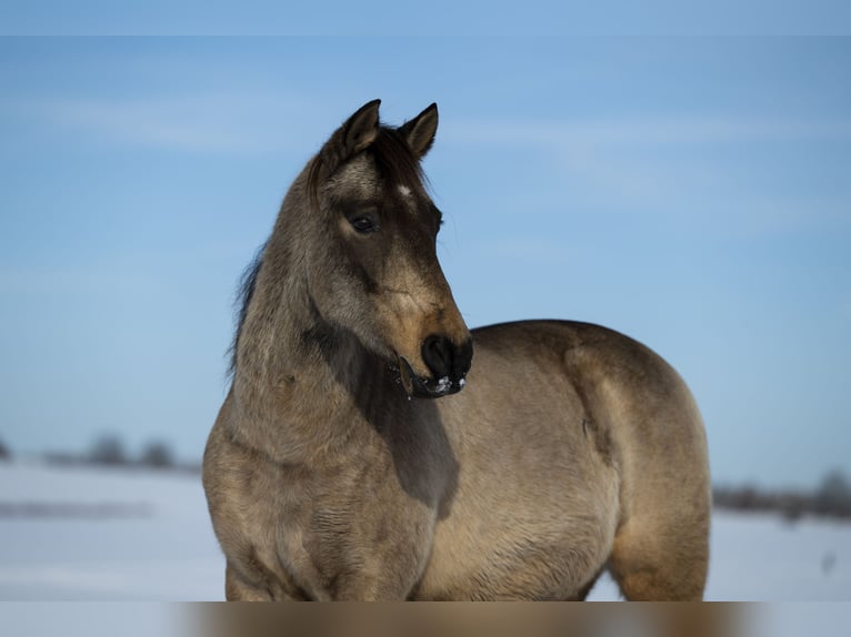 Andalusian Gelding 10 years 15,3 hh Dun in Schöffengrund