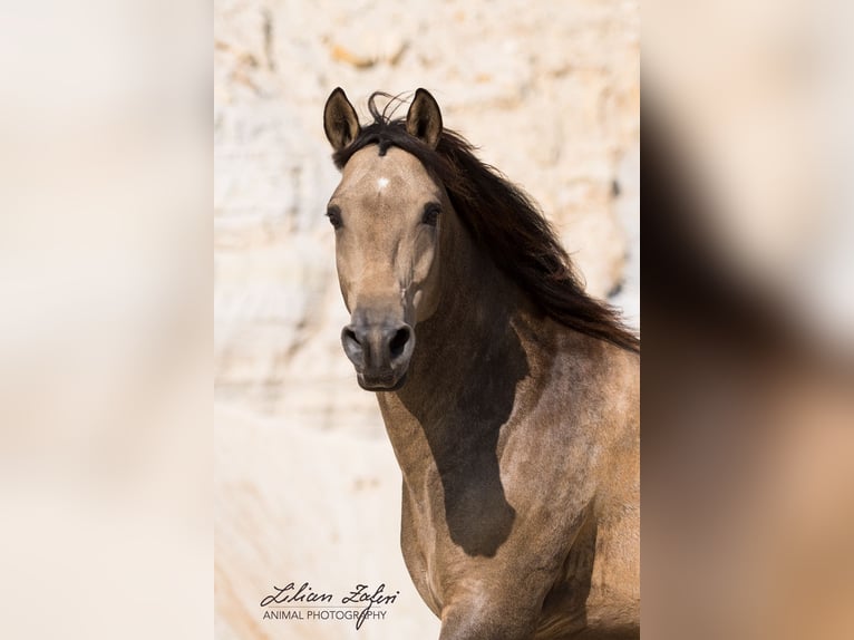 Andalusian Gelding 10 years 15,3 hh Dun in Schöffengrund