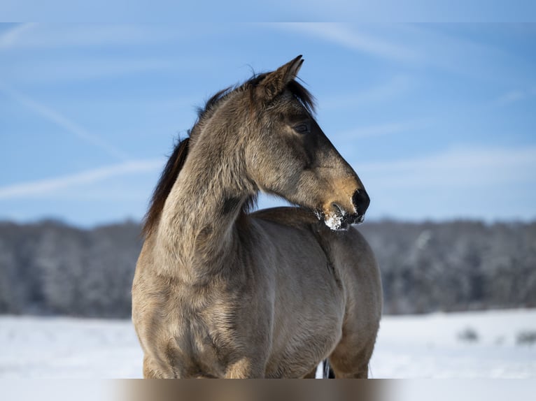 Andalusian Gelding 10 years 15,3 hh Dun in Schöffengrund