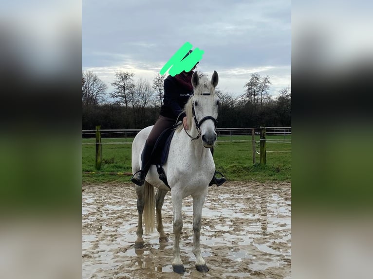 Andalusian Gelding 10 years 15,3 hh Gray-Dapple in Recklinghausen