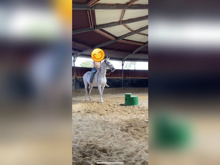 Andalusian Gelding 10 years 15,3 hh Gray-Dapple in Recklinghausen