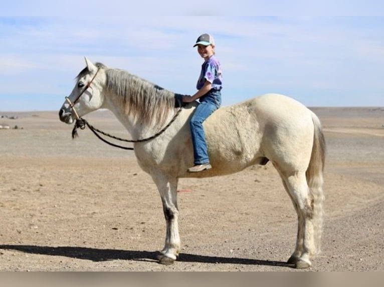 Andalusian Mix Gelding 10 years 15 hh Gray in Fort Collins