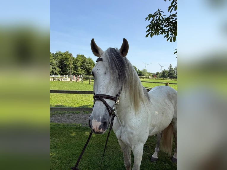 Andalusian Gelding 10 years 15 hh Gray in Berge