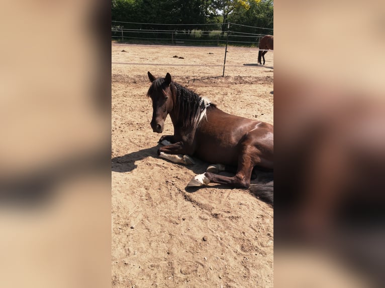 Andalusian Mix Gelding 10 years 15 hh Pinto in Langenfeld