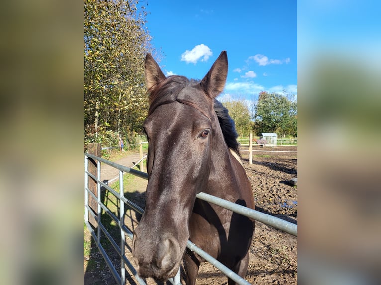 Andalusian Mix Gelding 10 years 15 hh Pinto in Langenfeld