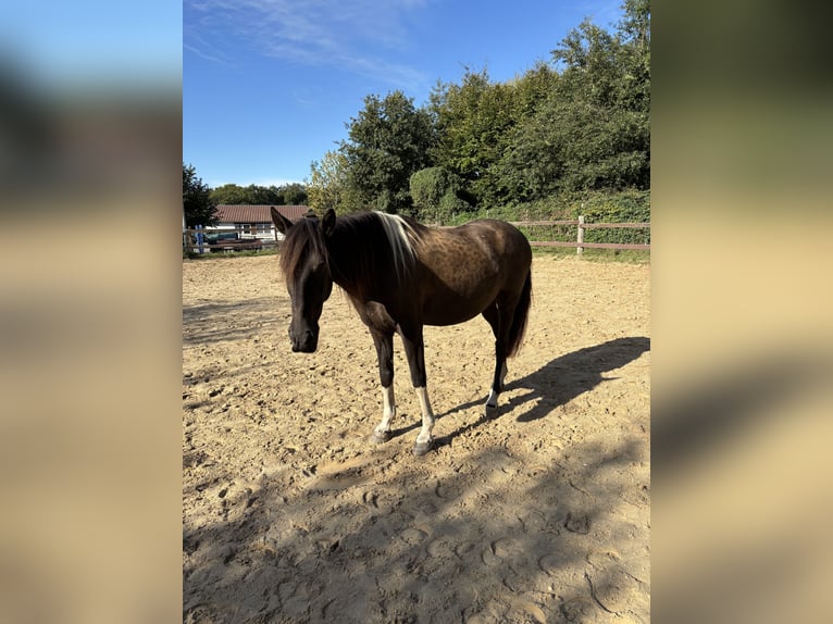Andalusian Mix Gelding 10 years 15 hh Pinto in Langenfeld