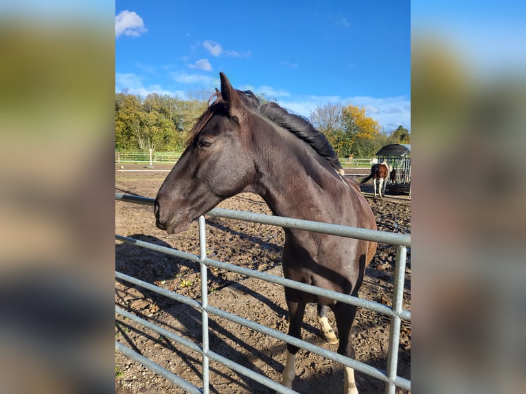 Andalusian Mix Gelding 10 years 15 hh Pinto in Langenfeld