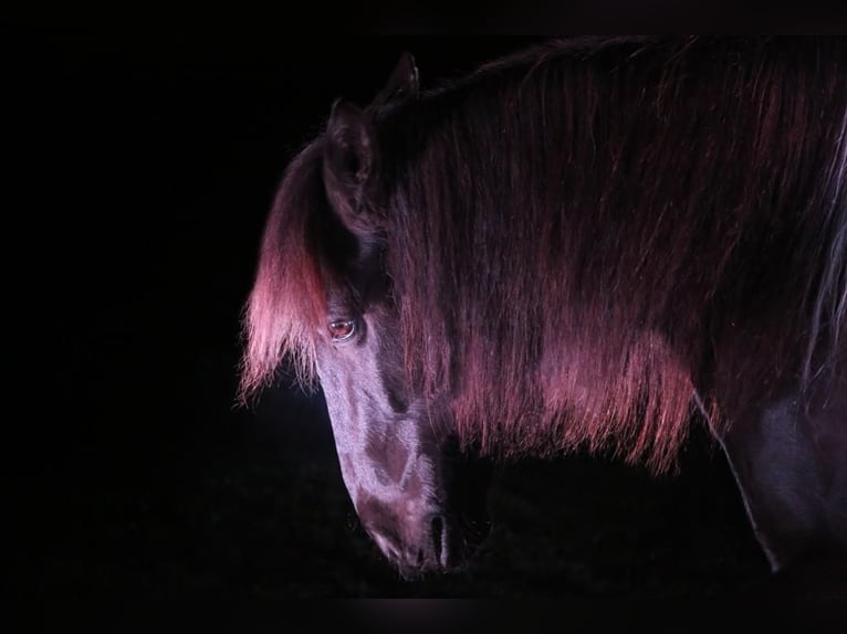 Andalusian Mix Gelding 10 years 15 hh Pinto in Langenfeld