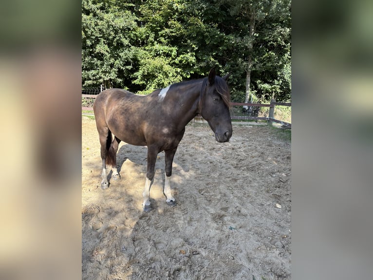 Andalusian Mix Gelding 10 years 15 hh Pinto in Langenfeld
