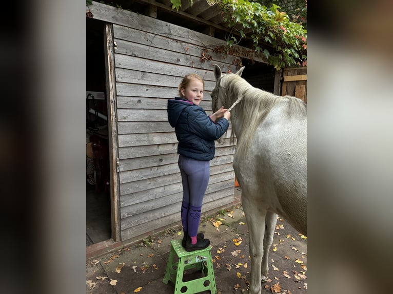 Andalusian Gelding 10 years 15,1 hh Grey in Espelkamp