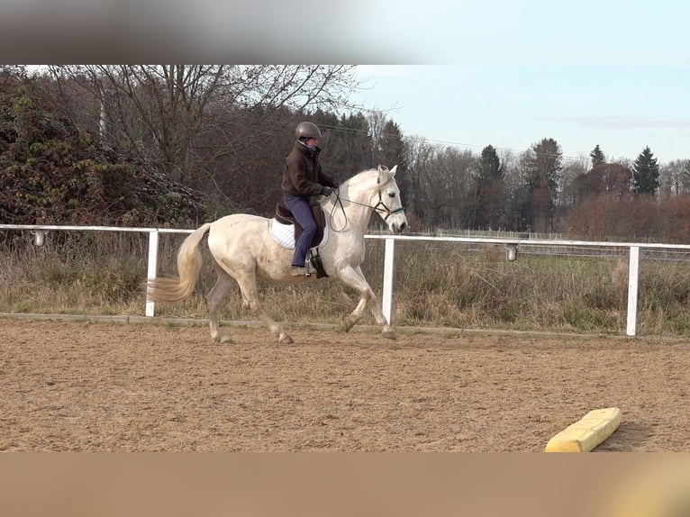 Andalusian Mix Gelding 10 years 15,1 hh Grey in Rot an der Rot