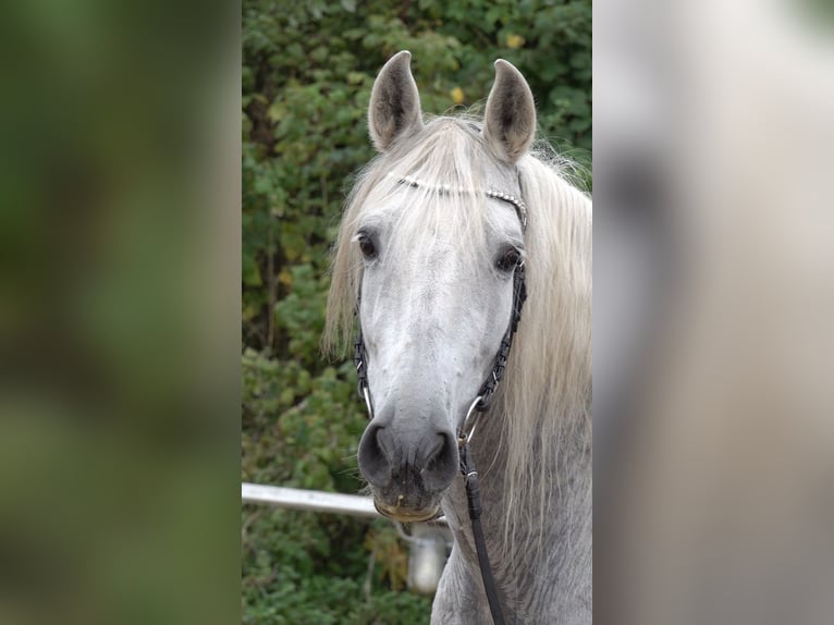 Andalusian Mix Gelding 10 years 15,2 hh Grey-Dapple in Rot an der Rot