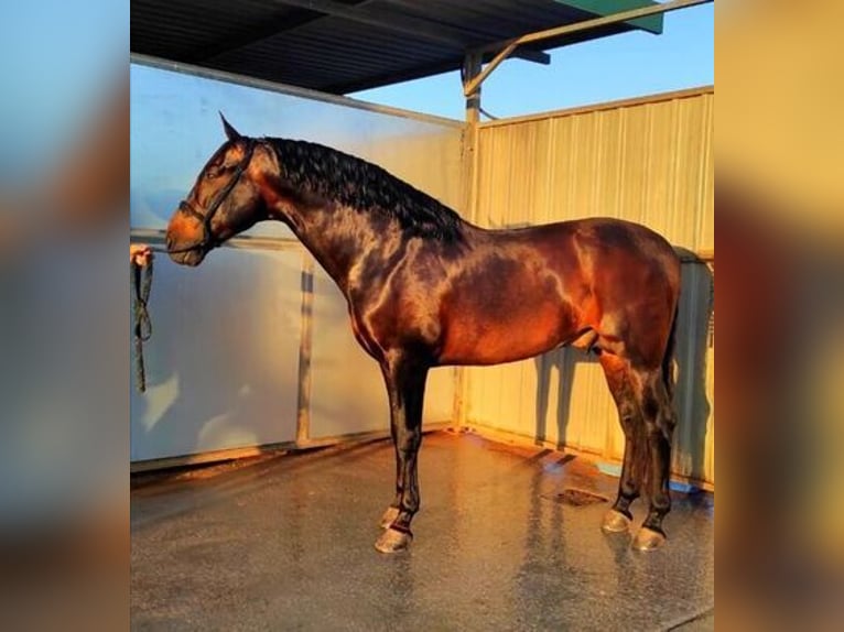 Andalusian Gelding 10 years 16,2 hh Bay in Madrid