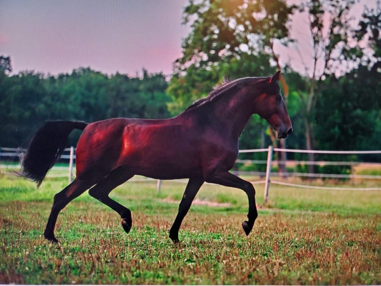 Andalusian Gelding 10 years 16.2 hh Brown in Großlangheim