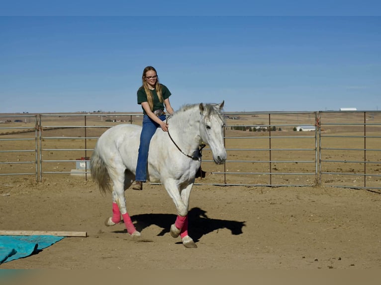 Andalusian Gelding 10 years 16.2 hh Grey in Fort Collins