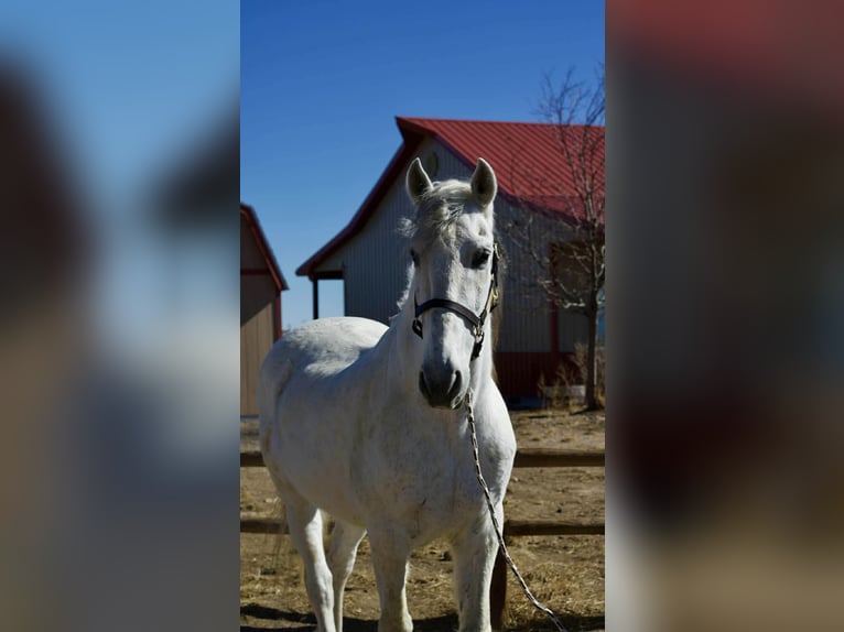 Andalusian Gelding 10 years 16.2 hh Grey in Fort Collins