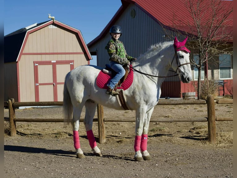 Andalusian Gelding 10 years 16.2 hh Grey in Fort Collins