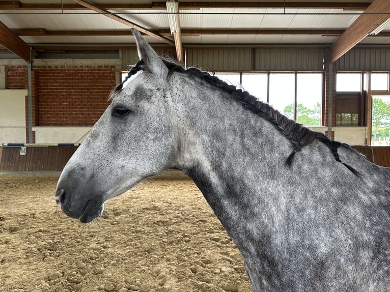 Andalusian Gelding 10 years 16 hh Gray-Dapple in Telgte