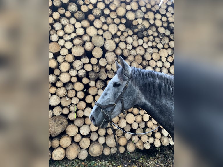 Andalusian Gelding 10 years 16 hh Gray-Dapple in Telgte