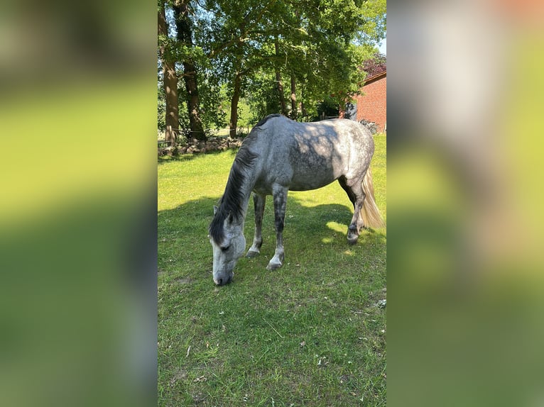 Andalusian Gelding 10 years 16 hh Gray-Dapple in Telgte
