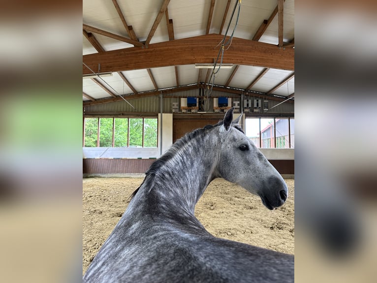 Andalusian Gelding 10 years 16 hh Gray-Dapple in Telgte